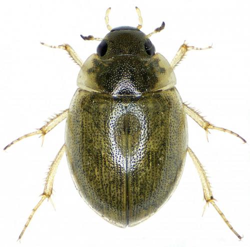 Réf. 194 209 : Laccobius striatulus